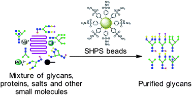 Graphical abstract: Sulfonyl hydrazine-functionalized polymer as a specific capturer of reducing glycans from complex samples for high-throughput analysis by electrospray ionization mass spectrometry