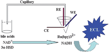 Graphical abstract: A highly sensitive electrically driven electrochemiluminescent assay for quantification of bile acids in human serum