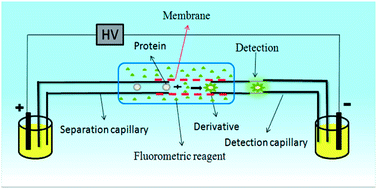 Graphical abstract: A novel, post-column micro-membrane reactor for fluorescent analysis of protein in capillary electrophoresis