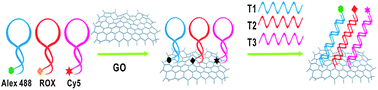 Graphical abstract: Multicolour probes for sequence-specific DNA detection based on graphene oxide
