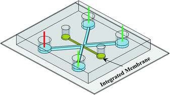 Graphical abstract: Integration of nanoporous membranes into microfluidic devices: electrokinetic bio-sample pre-concentration