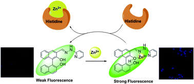 Graphical abstract: A BINOL-based ratiometric fluorescent sensor for Zn2+ and in situ generated ensemble for selective recognition of histidine in aqueous solution