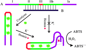 Graphical abstract: A label-free and colorimetric turn-on assay for coralyne based on coralyne-induced formation of peroxidase-mimicking split DNAzyme