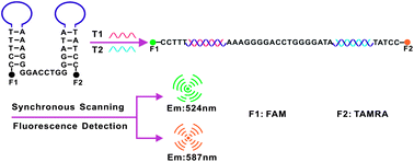 Graphical abstract: Multiplexed DNA detection with a composite molecular beacon based on guanine-quenching