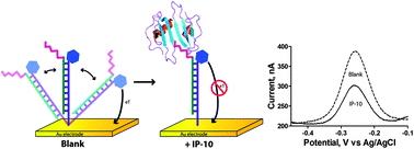 Graphical abstract: Detection of IP-10 protein marker in undiluted blood serum via an electrochemical E-DNA scaffold sensor