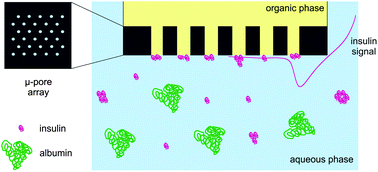 Graphical abstract: Stripping voltammetric detection of insulin at liquid–liquid microinterfaces in the presence of bovine albumin