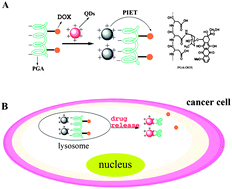 Graphical abstract: CuInS2 quantum dots/poly(l-glutamic acid)–drug conjugates for drug delivery and cell imaging