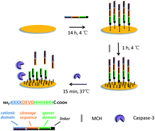 Graphical abstract: Fabrication of a protease sensor for caspase-3 activity detection based on surface plasmon resonance