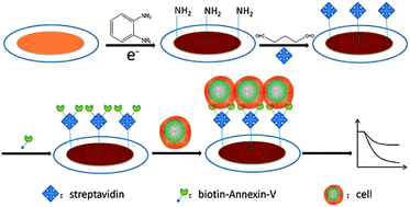 Graphical abstract: Annexin-V modified QCM sensor for the label-free and sensitive detection of early stage apoptosis
