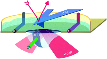 Graphical abstract: Combined in situ atomic force microscopy and infrared attenuated total reflection spectroelectrochemistry