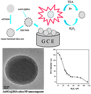Graphical abstract: A novel solid-state electrochemiluminescence sensor for the determination of hydrogen peroxide based on an Au nanocluster–silica nanoparticle nanocomposite