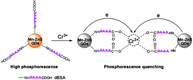 Graphical abstract: Phosphorescent sensing of Cr3+ with protein-functionalized Mn-doped ZnS quantum dots