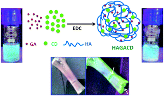 Graphical abstract: In vitro detection of calcium in bone by modified carbon dots