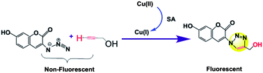 Graphical abstract: Fluorescence sensor for Cu(ii) in the serum sample based on click chemistry