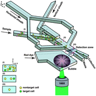 Graphical abstract: 3D pulsed laser-triggered high-speed microfluidic fluorescence-activated cell sorter