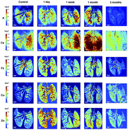 Graphical abstract: Synchrotron radiation X-ray fluorescence analysis of biodistribution and pulmonary toxicity of nanoscale titanium dioxide in mice