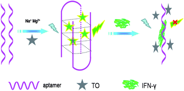 Graphical abstract: Label-free fluorescence probe based on structure-switching aptamer for the detection of interferon gamma