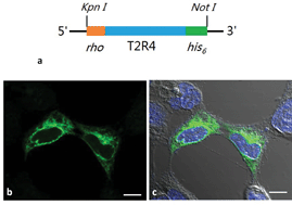 Graphical abstract: A biomimetic bitter receptor-based biosensor with high efficiency immobilization and purification using self-assembled aptamers