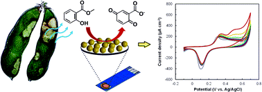 Graphical abstract: Highly sensitive electrochemical detection of methyl salicylate using electroactive gold nanoparticles