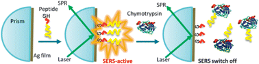 Graphical abstract: ‘Switch-off’ biosensing for chymotrypsin-catalyzed reaction by SPR–SERS spectroscopy
