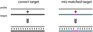 Graphical abstract: Emerging technologies for hybridization based single nucleotide polymorphism detection