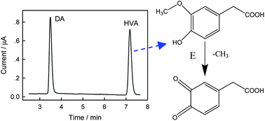 Graphical abstract: Simultaneous analysis of dopamine and homovanillic acid by high-performance liquid chromatography with wall-jet/thin-layer electrochemical detection