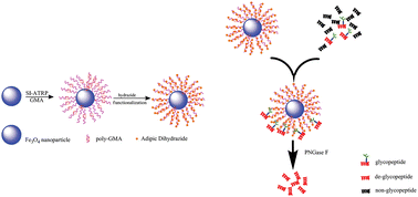 Graphical abstract: Multivalent hydrazide-functionalized magnetic nanoparticles for glycopeptide enrichment and identification