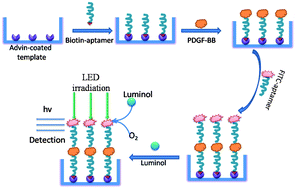 Graphical abstract: A highly sensitive LED-induced chemiluminescence platform for aptasensing of platelet-derived growth factor