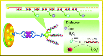 Graphical abstract: Dual signal amplification strategy for the fabrication of an ultrasensitive electrochemiluminescenct aptasensor