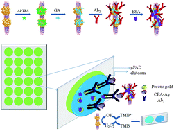 Graphical abstract: Paper-based colorimetric immunosensor for visual detection of carcinoembryonic antigen based on the high peroxidase-like catalytic performance of ZnFe2O4–multiwalled carbon nanotubes