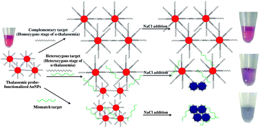 Graphical abstract: Molecular diagnosis of α-thalassemias by the colorimetric nanogold