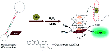Graphical abstract: Highly stable colorimetric aptamer sensors for detection of ochratoxin A through optimizing the sequence with the covalent conjugation of hemin