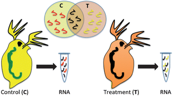 Graphical abstract: Molecular interactions of nanomaterials and organisms: defining biomarkers for toxicity and high-throughput screening using traditional and next-generation sequencing approaches