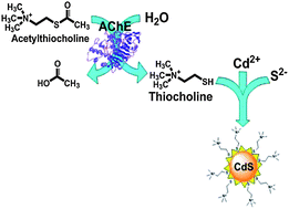 Graphical abstract: Thiocholine mediated stabilization of in situ produced CdS quantum dots: application for the detection of acetylcholinesterase activity and inhibitors