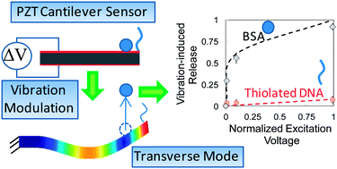Graphical abstract: Reduction of nonspecific protein adsorption on cantilever biosensors caused by transverse resonant mode vibration
