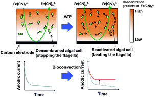 Graphical abstract: Electrochemical monitoring systems of demembranated flagellate algal motility for ATP sensing