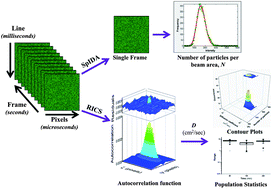 Graphical abstract: Real-time evaluation of aggregation using confocal imaging and image analysis tools