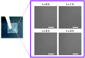 Graphical abstract: Monitoring of cellular behaviors by microcavity array-based single-cell patterning