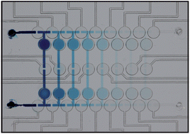 Graphical abstract: Microfluidic serial dilution ladder