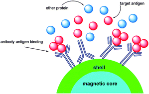 Graphical abstract: Magnetic nanoparticles coated with different shells for biorecognition: high specific binding capacity