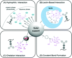 Graphical abstract: Interaction modes and approaches to glycopeptide and glycoprotein enrichment