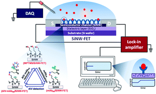 Graphical abstract: Advances in nanowire transistors for biological analysis and cellular investigation