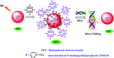 Graphical abstract: “Turn-on-off-on” fluorescence switching of quantum dots–cationic porphyrin nanohybrid: a sensor for DNA