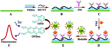 Graphical abstract: Fluorescent immunosensor based on CuS nanoparticles for sensitive detection of cancer biomarker