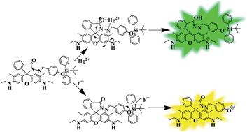 Graphical abstract: Rhodamine based dual probes for selective detection of mercury and fluoride ions in water using two mutually independent sensing pathways