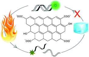 Graphical abstract: Nano-graphene oxide as a novel platform for monitoring the effect of LNA modification on nucleic acid interactions