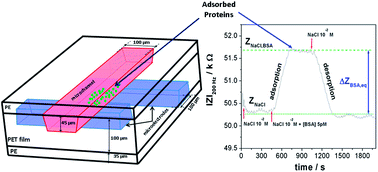 Graphical abstract: Dynamics of BSA adsorption onto a photoablated polymer surface in a dielectric microchip