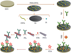 Graphical abstract: A dual amplification strategy for ultrasensitive electrochemiluminescence immunoassay based on a Pt nanoparticles dotted graphene–carbon nanotubes composite and carbon dots functionalized mesoporous Pt/Fe