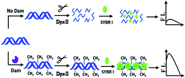 Graphical abstract: A signal-on fluorescent assay for DNA methyltransferase activity using a methylation-resistant endonuclease