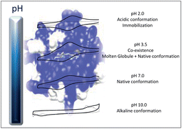 Graphical abstract: Screen-printed graphite macroelectrodes for the direct electron transfer of cytochrome c: a deeper study of the effect of pH on the conformational states, immobilization and peroxidase activity